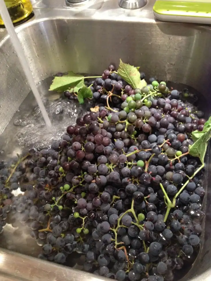 葡萄 - Grape - 포도 - Nho - ぶどう